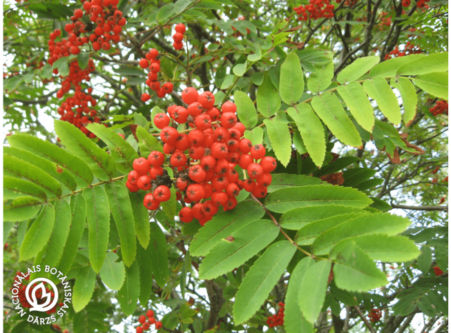 Sorbus aucuparia